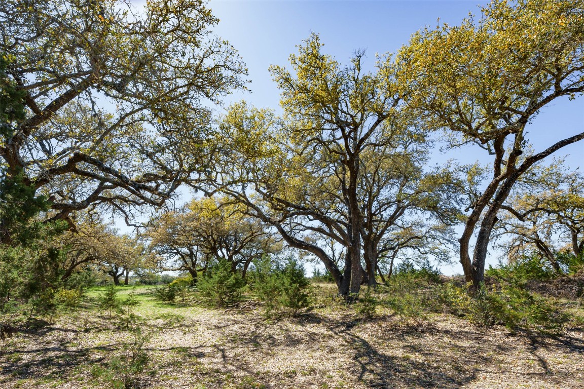 1440 Stone Ridge Mountain Drive Round Mountain, TX 78663 - Photo 4 of 23 a view of a yard with plants and trees