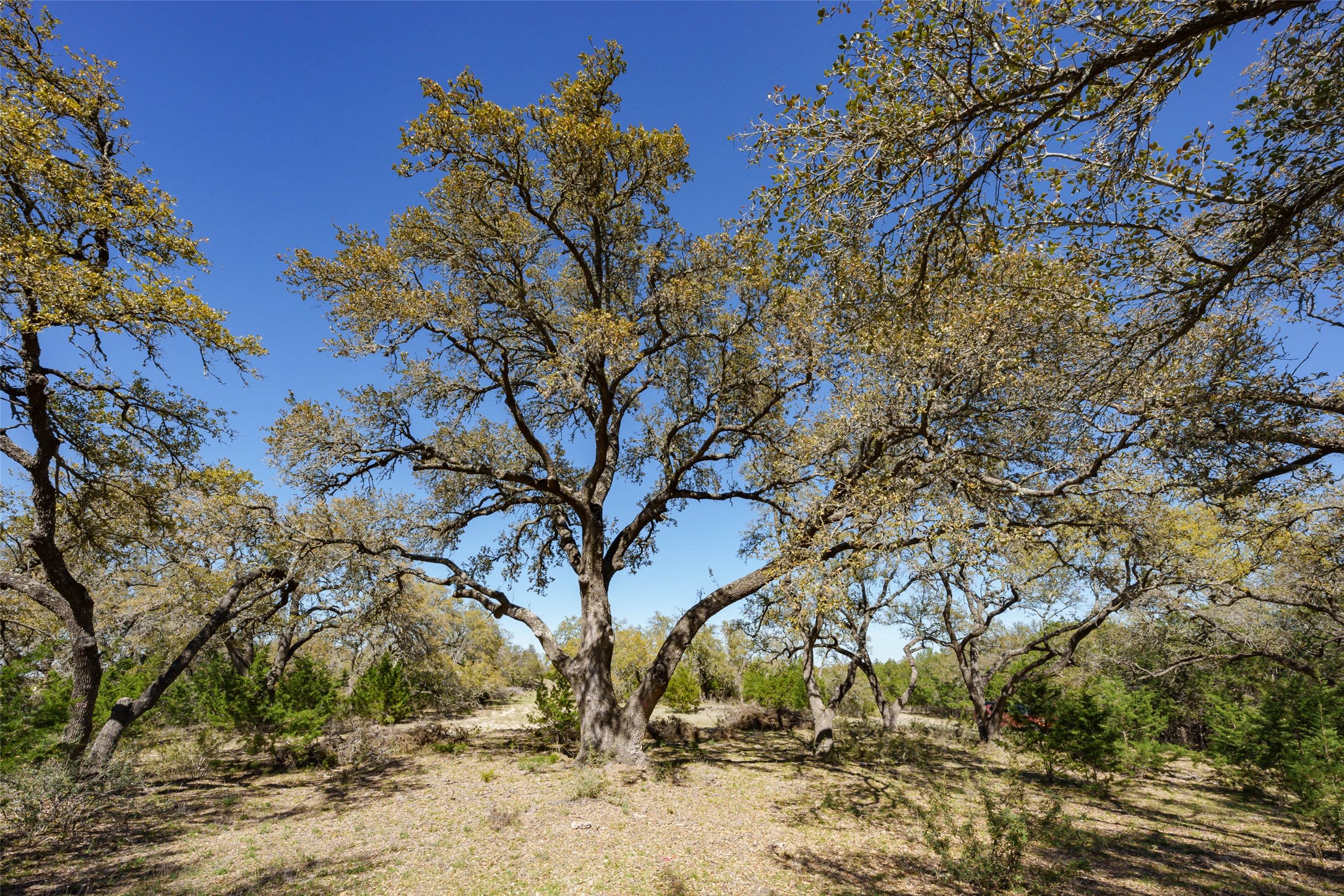 1440 Stone Ridge Mountain Drive Round Mountain, TX 78663 - Photo 5 of 23 a view of a yard with plants and trees