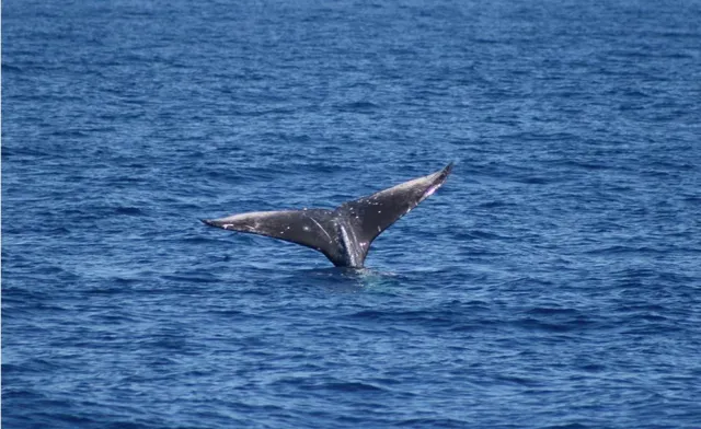 $2,795,000 | 52 Kai Malu Drive, Unit 102 (9B), Kihei, HI 96753