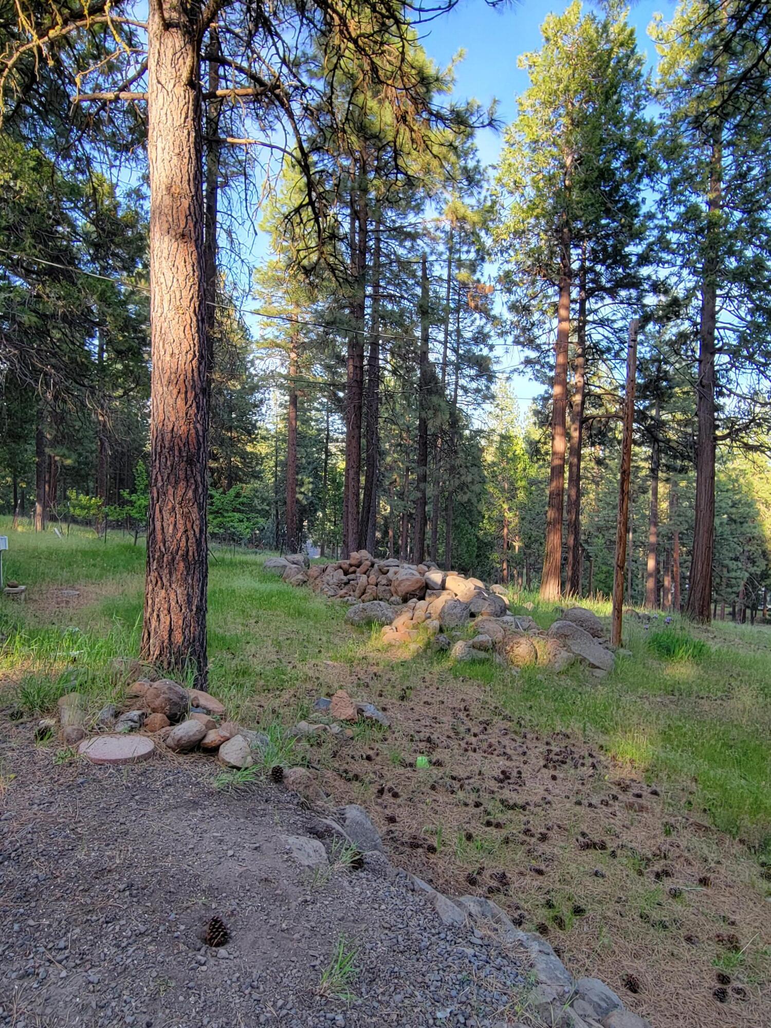17411 Freight Rd Lane Klamath Falls, OR 97601 - Photo 12 of 19 Trees