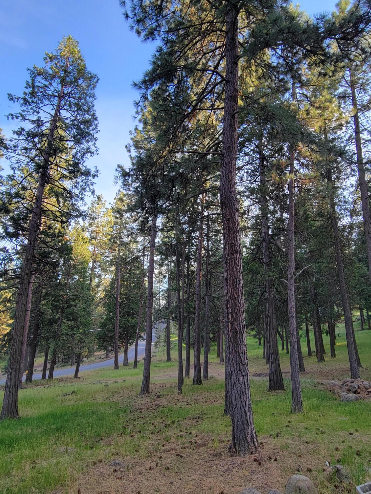 17411 Freight Rd Lane Klamath Falls, OR 97601 - Photo 13 of 19 Trees