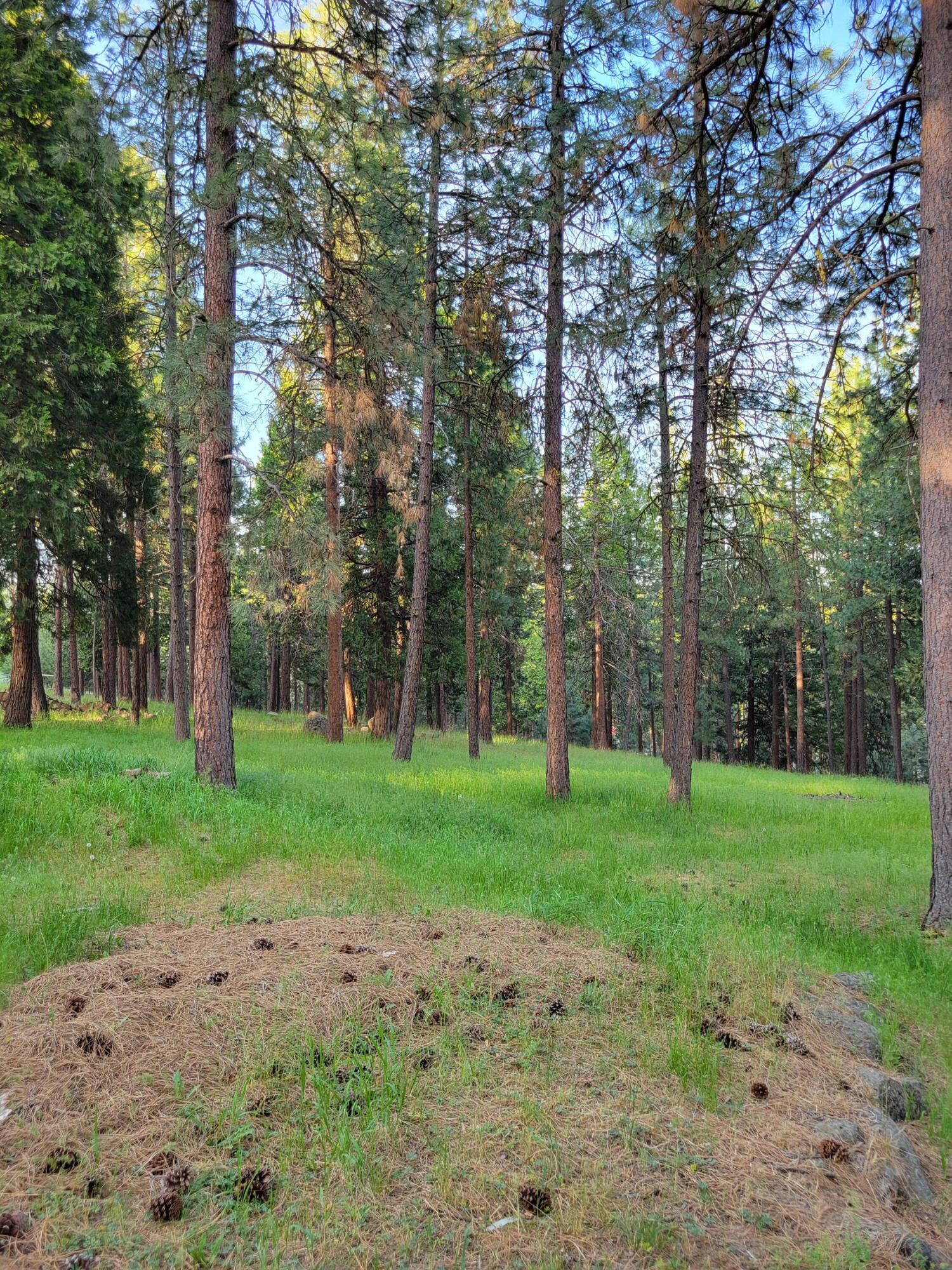 17411 Freight Rd Lane Klamath Falls, OR 97601 - Photo 15 of 19 Trees