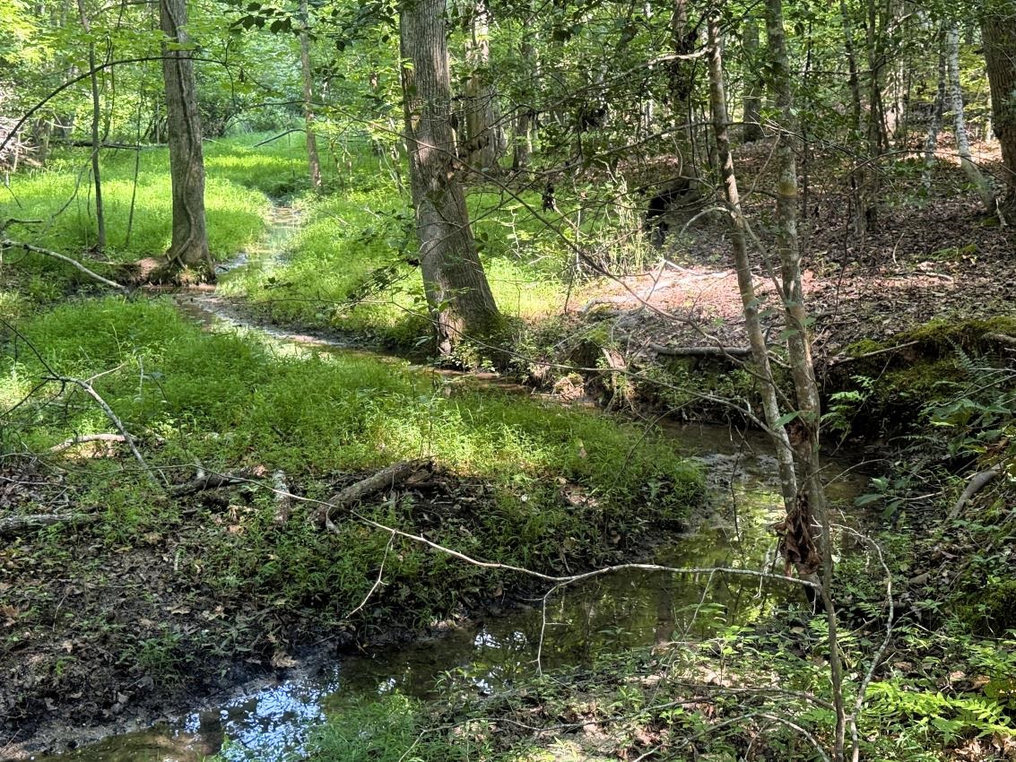 54 Lakeview Road Fountain Inn, SC 29644 - Photo 40 of 44 Peaceful stream along property