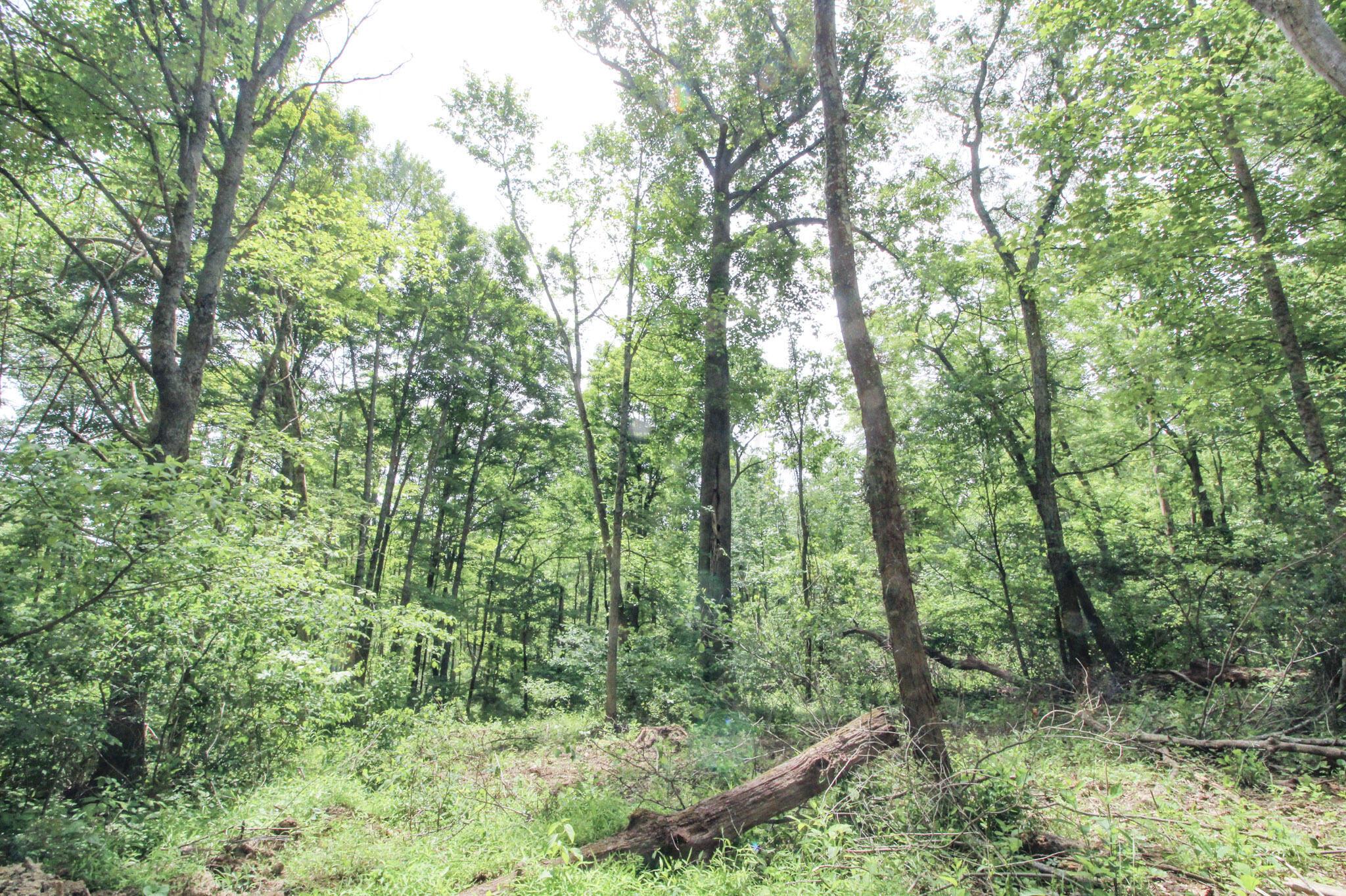 Lot 1 Mulberry Road Mount Perry, OH 43760 - Photo 20 of 31 21-IMG_8667