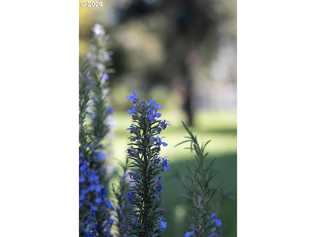 5491 Southeast Telegraph Road Amity, OR 97101 - Photo 31 of 34