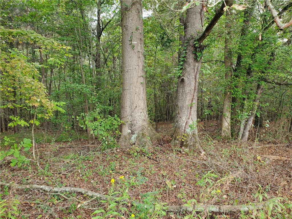 876 Cline Road Resaca, GA 30735 - Photo 76 of 78 a view of a forest filled with trees