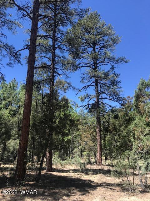 Tbd Rim Spur Lakeside, AZ 85929 - Photo 5 of 6 Gallery Image 5