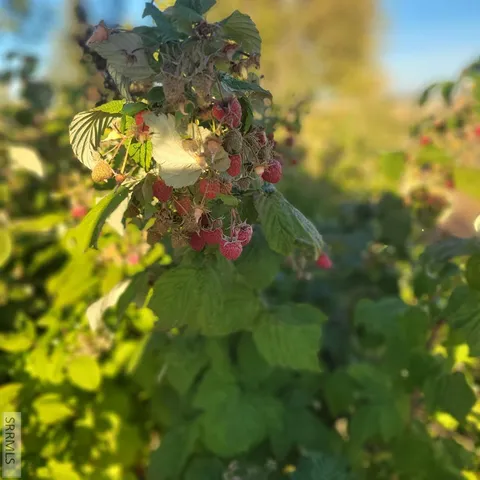 $895,000 | 4106 East 67 North, Rigby, ID 83442