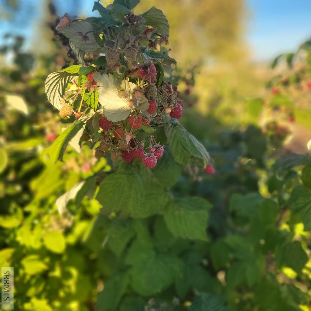 4106 East 67 North Rigby, ID 83442 - Photo 56 of 92 2024 Raspberry Crop