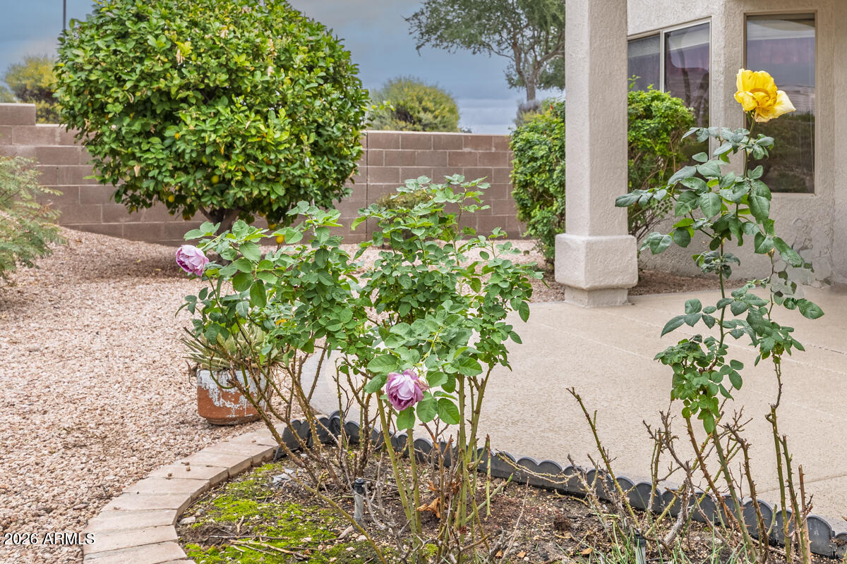16024 West Rio Verde Court Surprise, AZ 85374 - Photo 25 of 30 Rose Garden