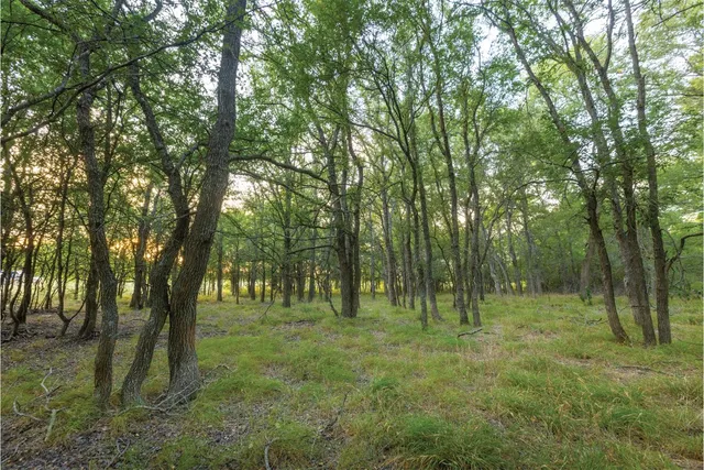 a view of a trees in a yard
