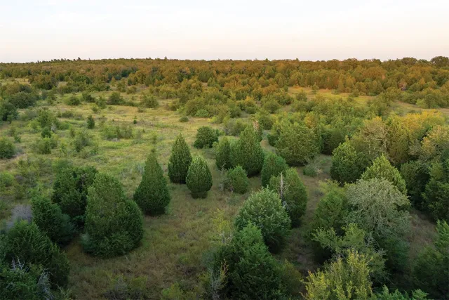 a view of a forest that has large trees