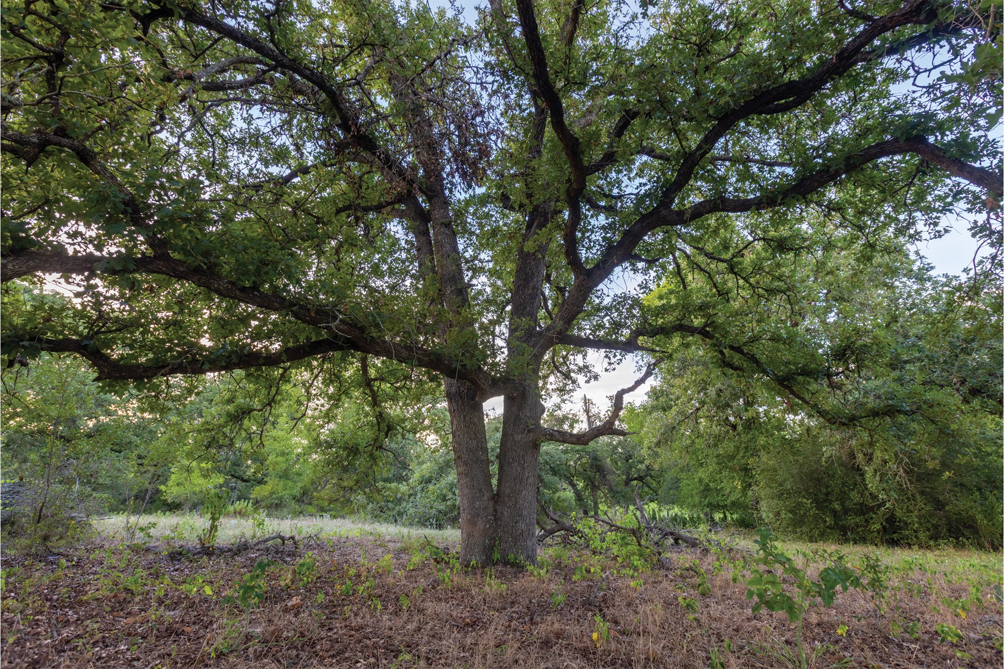 498 North County Line Road Elgin, TX 78621 - Photo 17 of 40 View of woods