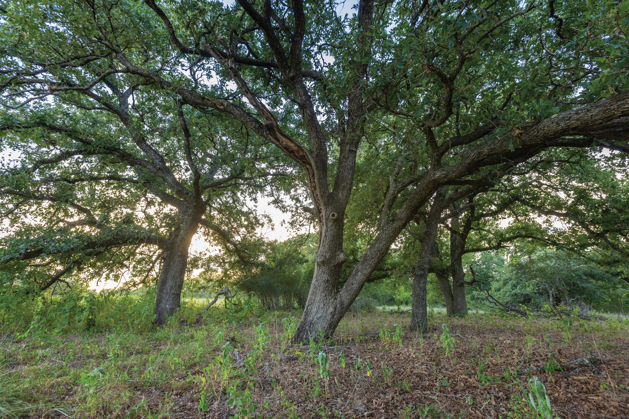 498 North County Line Road Elgin, TX 78621 - Photo 28 of 40 View of undeveloped land