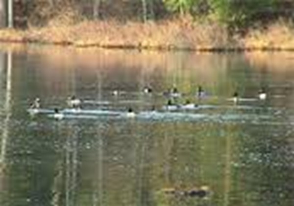 B90-p54 Branch Bridge Road New Salem, MA 01355 - Photo 23 of 26 Gallery Image 23