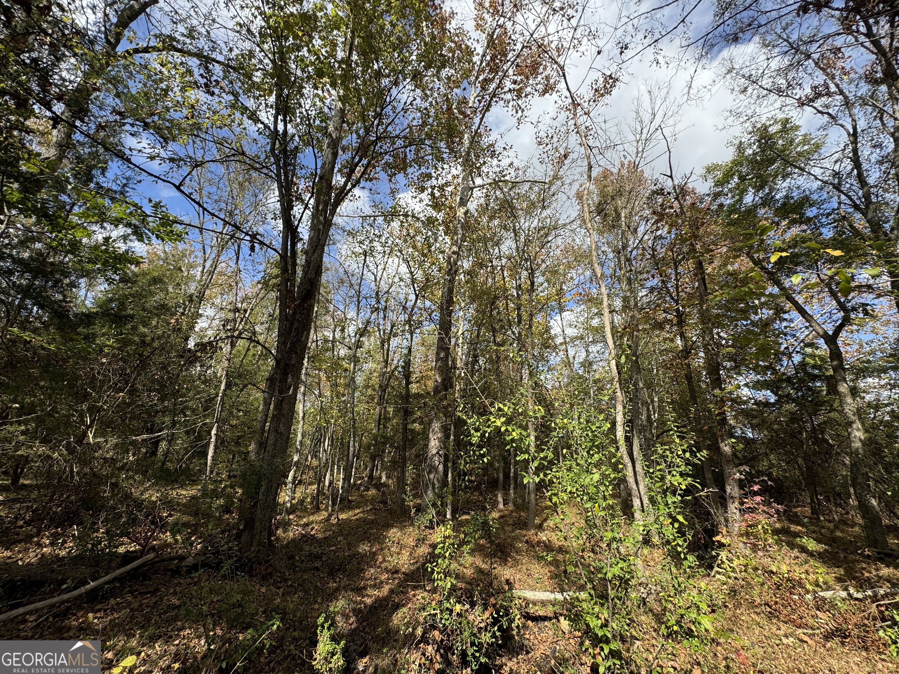 2 Seneca Street Calhoun Falls, SC 29628 - Photo 17 of 29 a view of a forest