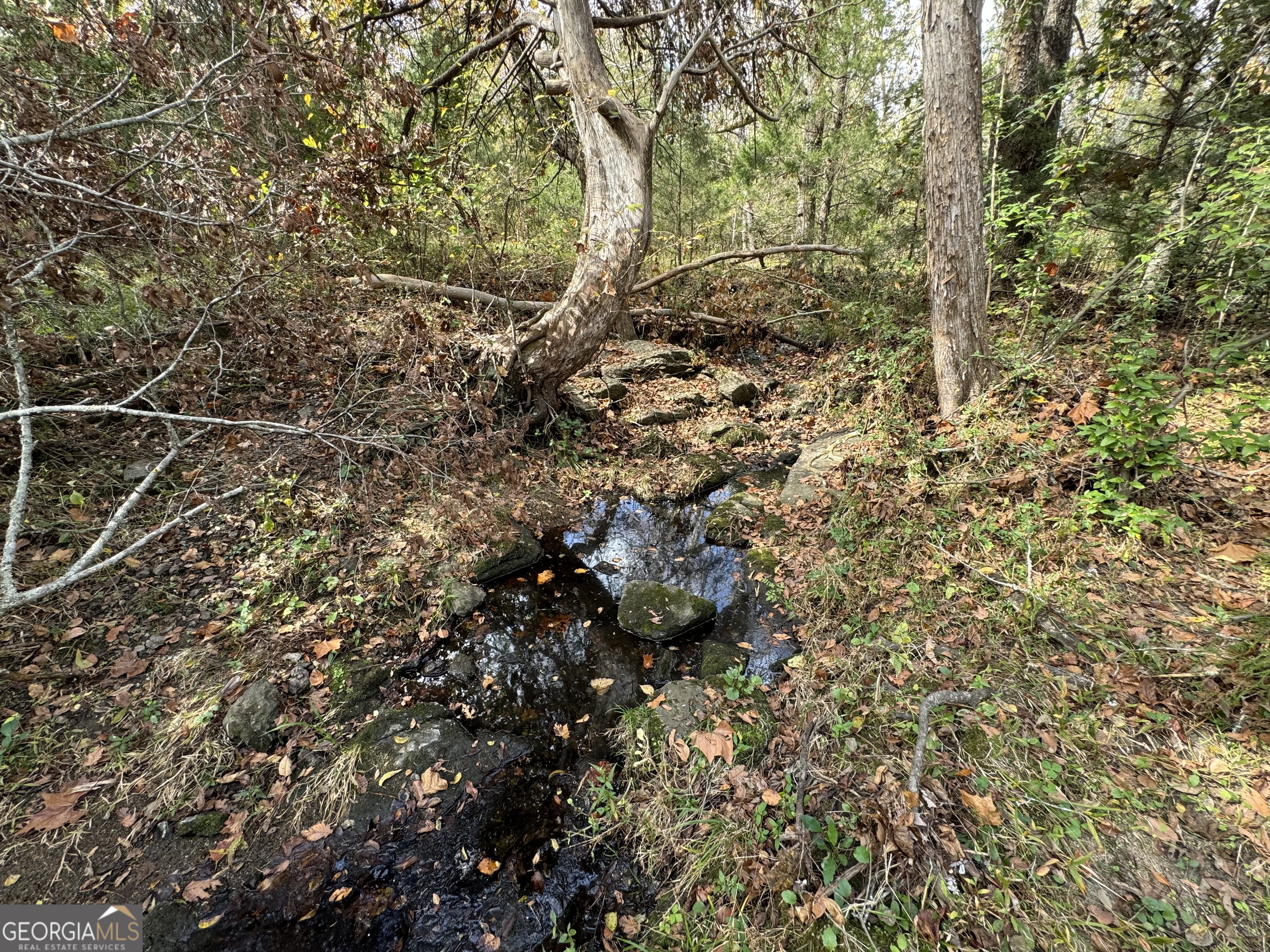 2 Seneca Street Calhoun Falls, SC 29628 - Photo 18 of 29 a view of a yard with a tree