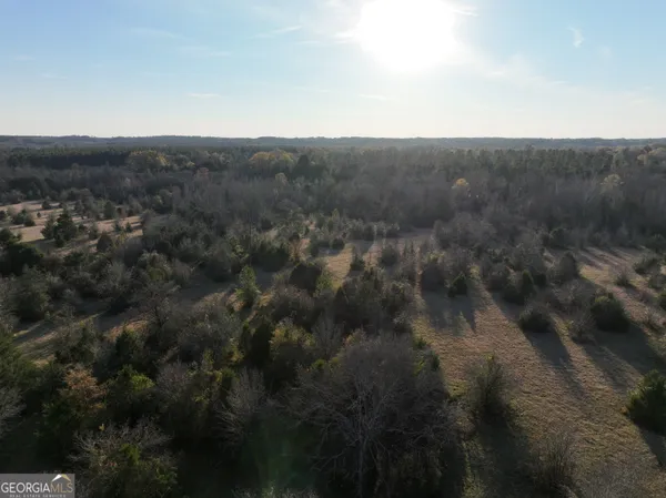a view of a forest