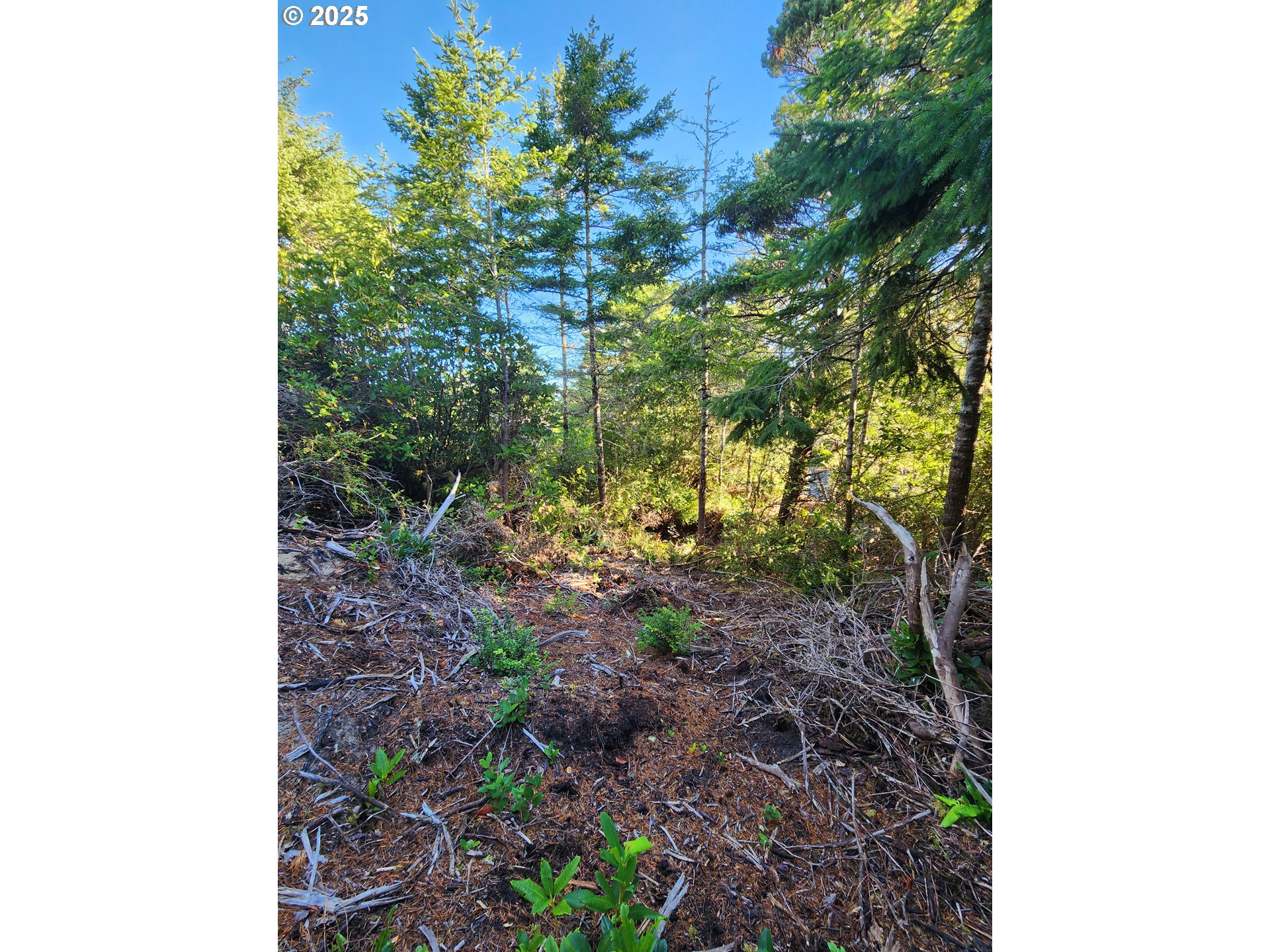 0 Wind Leaf Way, Unit TL4100 Florence, OR 97439 - Photo 2 of 8 a view of a yard with plants and a tree