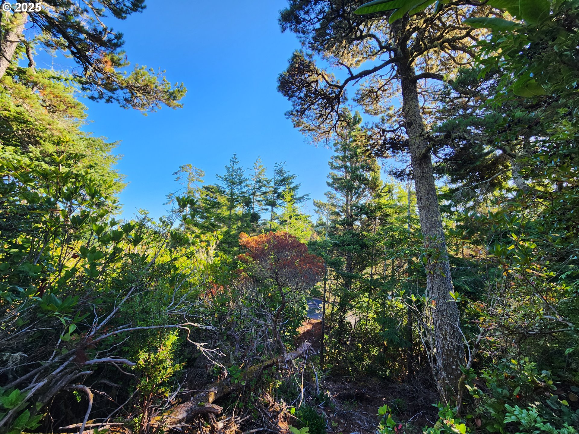 0 Wind Leaf Way, Unit TL4100 Florence, OR 97439 - Photo 3 of 8 a picture of tree