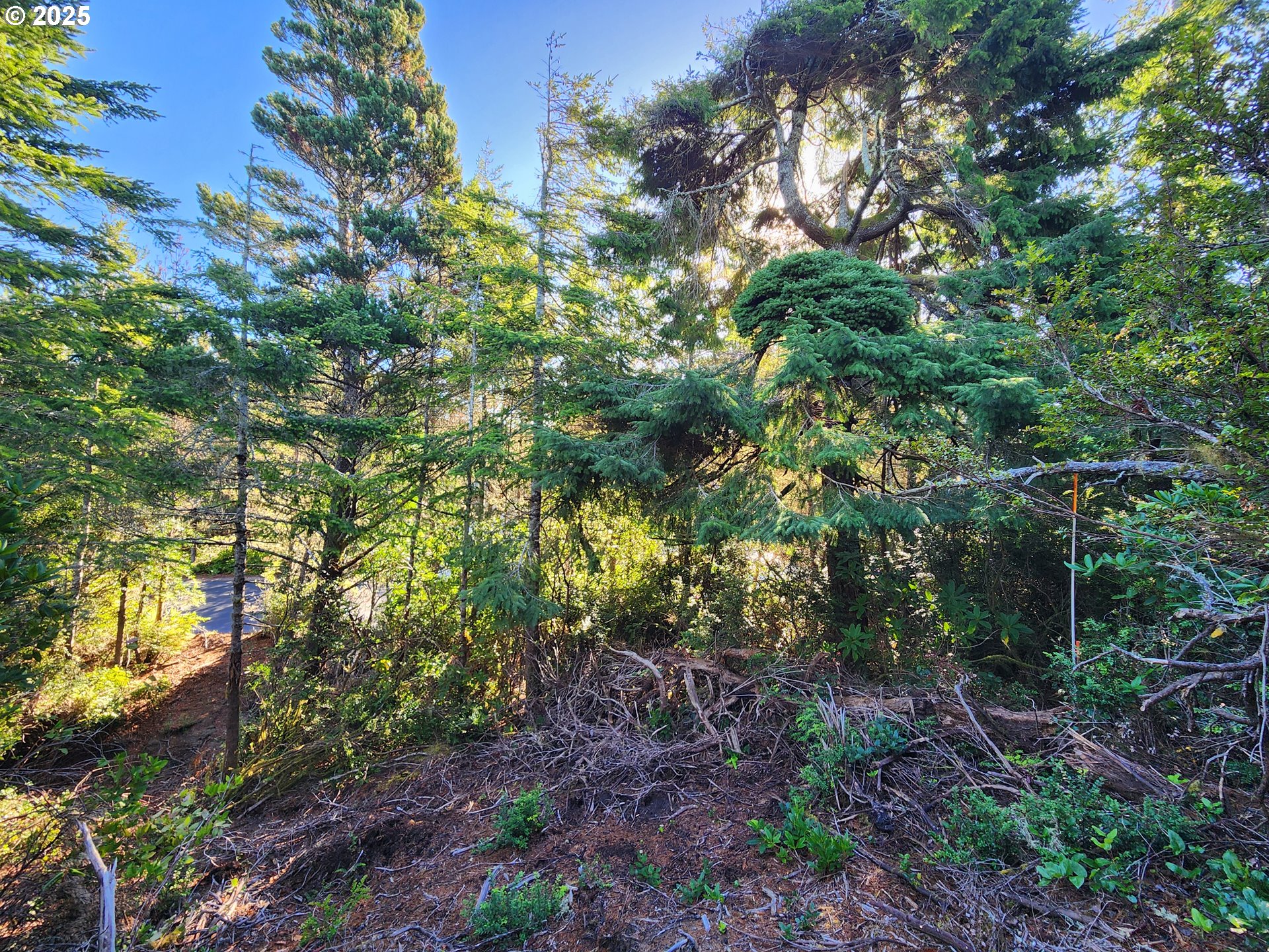 0 Wind Leaf Way, Unit TL4100 Florence, OR 97439 - Photo 4 of 8 a view of a forest