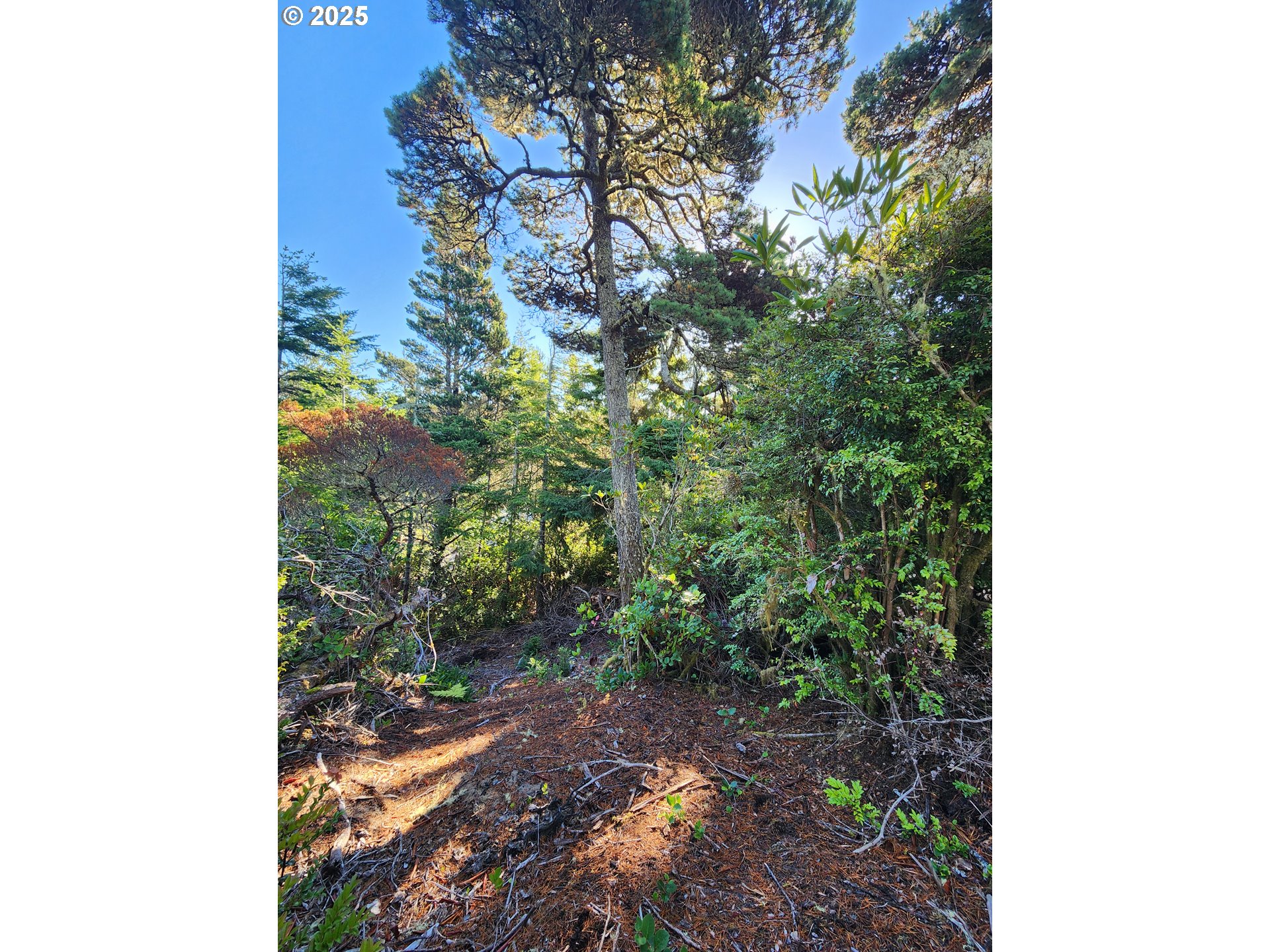 0 Wind Leaf Way, Unit TL4100 Florence, OR 97439 - Photo 6 of 8 a view of a yard with plants and a tree