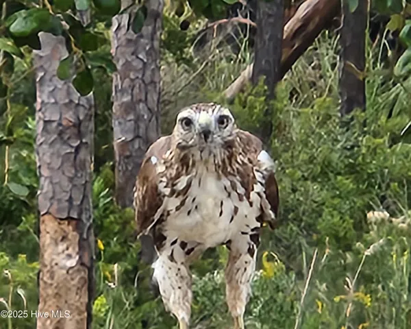 $459,000 | 4986 North Hampton Drive Southeast, Southport, NC 28461