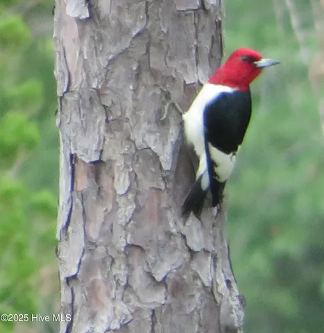 $459,000 | 4986 North Hampton Drive Southeast, Southport, NC 28461