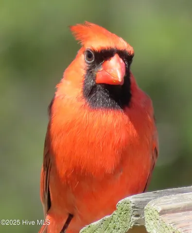 $459,000 | 4986 North Hampton Drive Southeast, Southport, NC 28461