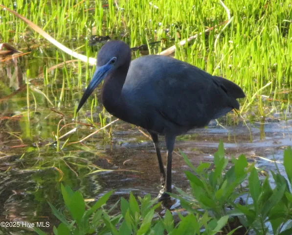 $459,000 | 4986 North Hampton Drive Southeast, Southport, NC 28461