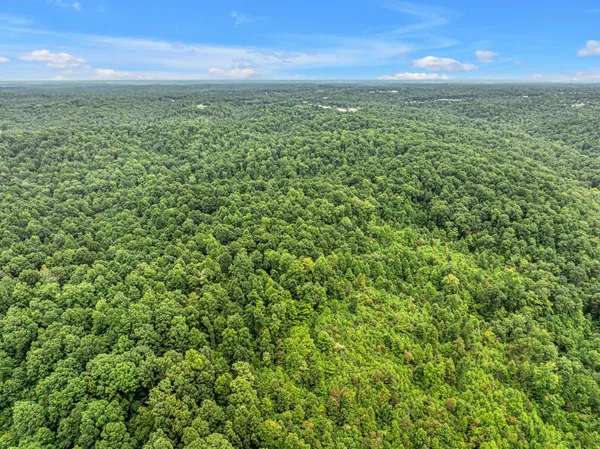 a view of a lush green forest with a lake