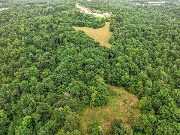 a view of a green field with lots of bushes