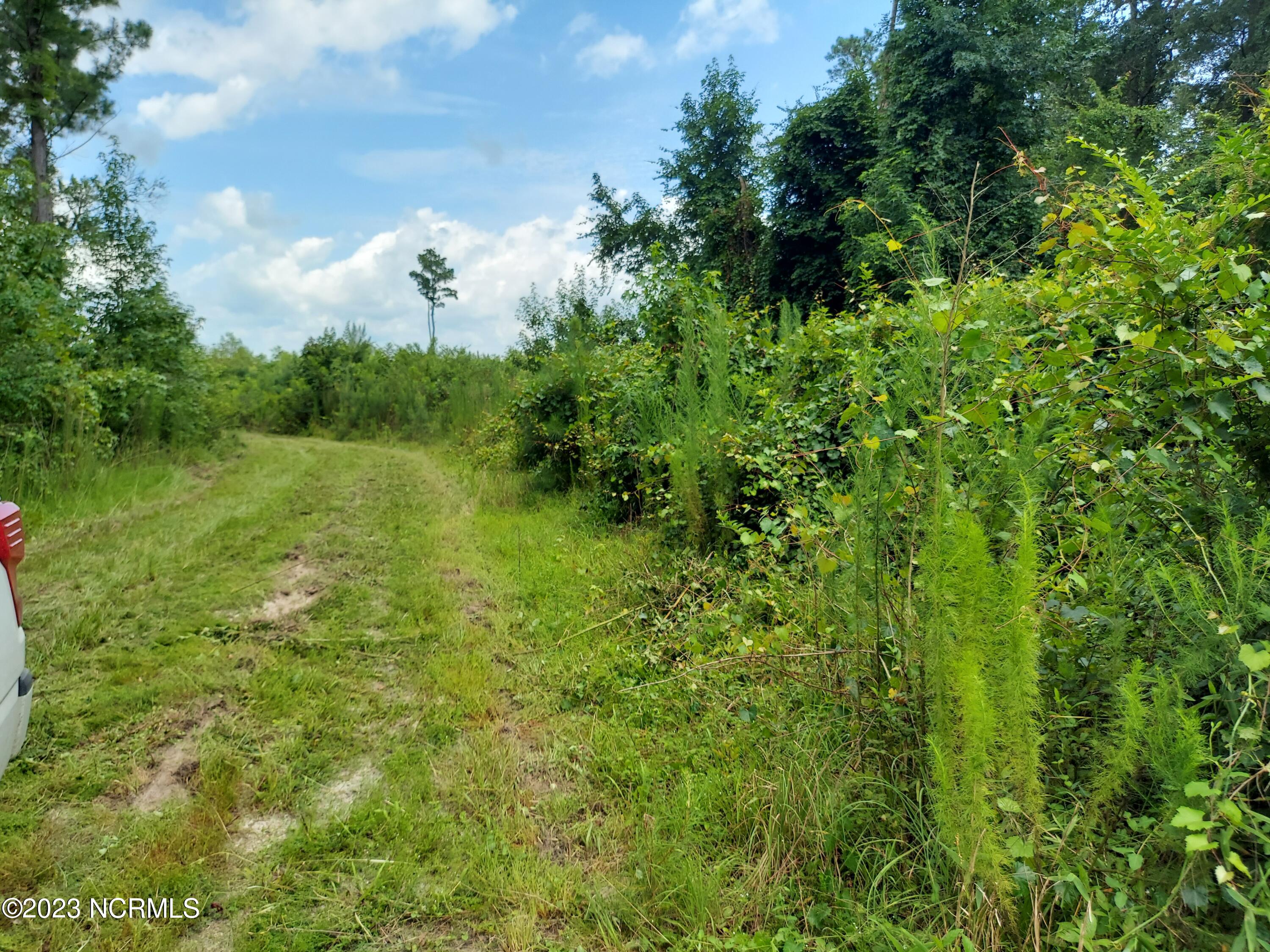 0 River Road Willard, NC 28478 - Photo 13 of 18 000RiverRd view going thru
