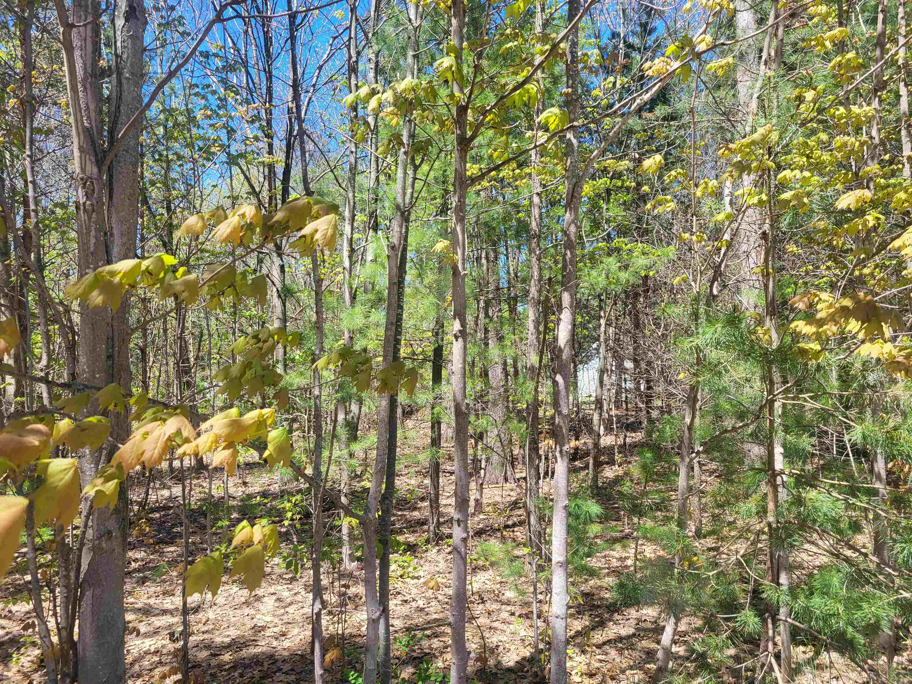 0 North Hulbert Road Lake Ann, MI 49650 - Photo 14 of 14