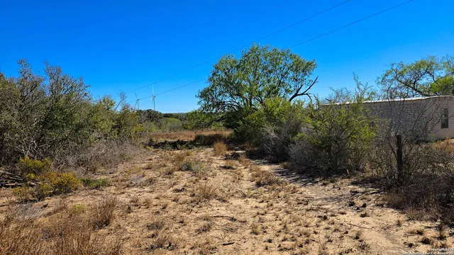 a view of a yard with plants and a tree