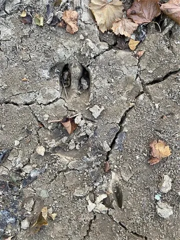 $137,700 | 1 East Yeager Drive, Ball, LA 71405