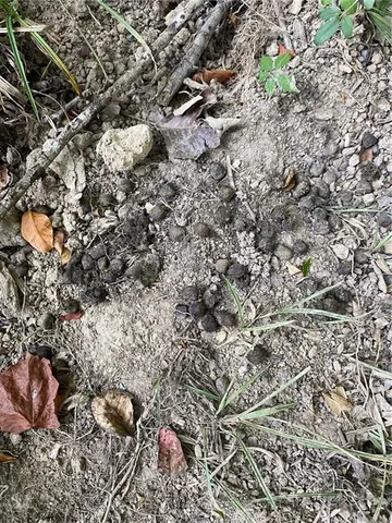 $137,700 | 1 East Yeager Drive, Ball, LA 71405