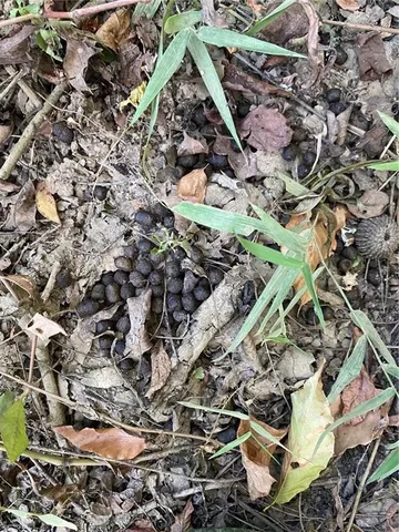 $137,700 | 1 East Yeager Drive, Ball, LA 71405