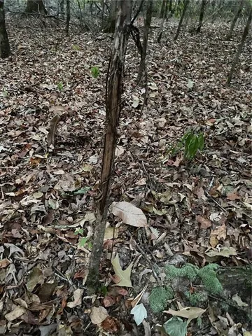 $137,700 | 1 East Yeager Drive, Ball, LA 71405