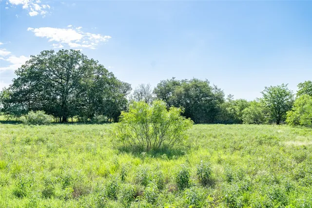 a view of a lush green space