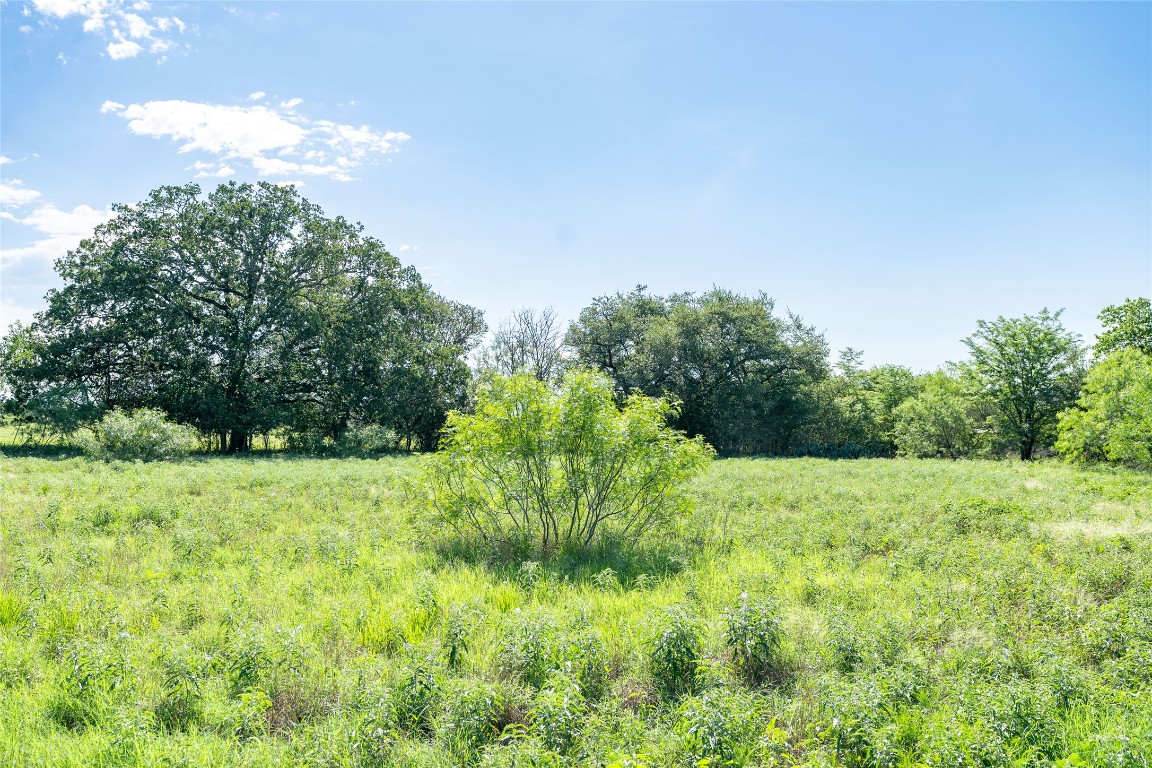 a view of a lush green space