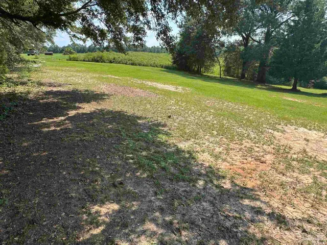 a view of a field with large trees