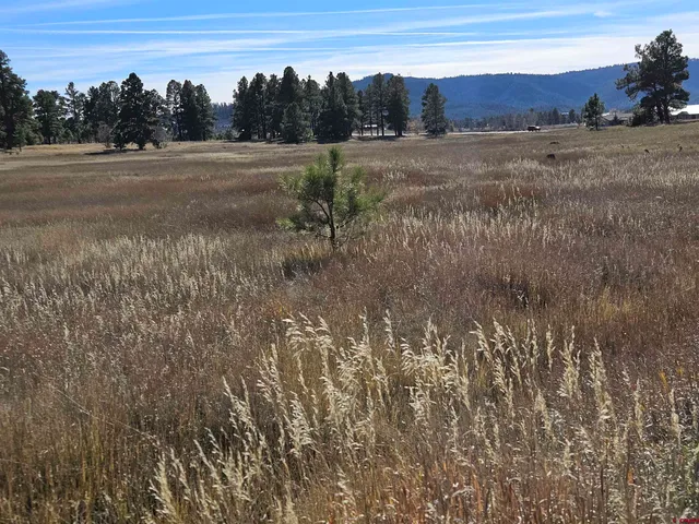 a view of a field with trees in the background