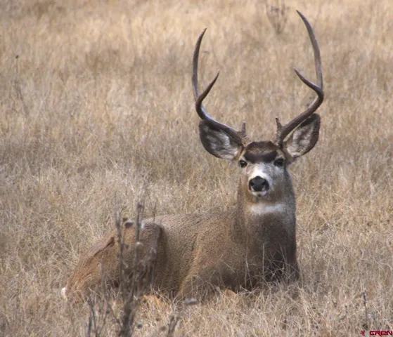 a view of mountain and a trees