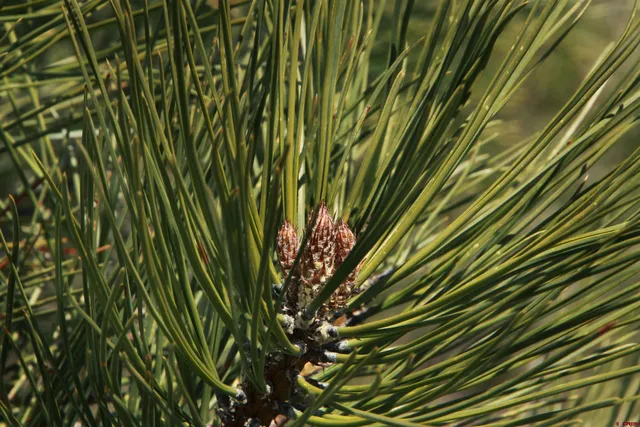 a close up of a shower