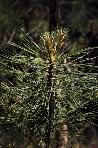 a view of mountain view with trees in the background