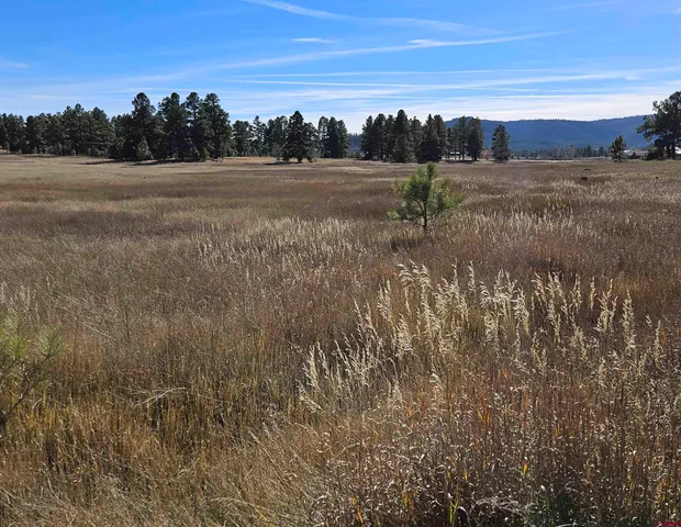 a view of a dry yard with trees in the background