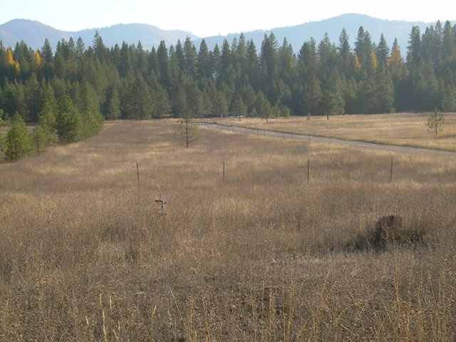0 Timber Mountain Road Newport, WA 99156 - Photo 2 of 7 Gallery Image 2