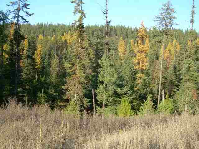 0 Timber Mountain Road Newport, WA 99156 - Photo 4 of 7 Gallery Image 4