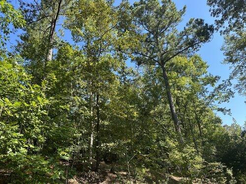4251 Bath-Edie Road Blythe, GA 30805 - Photo 7 of 9 IMG_6659